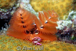 Christmas Tree worm by Alan Lyall 